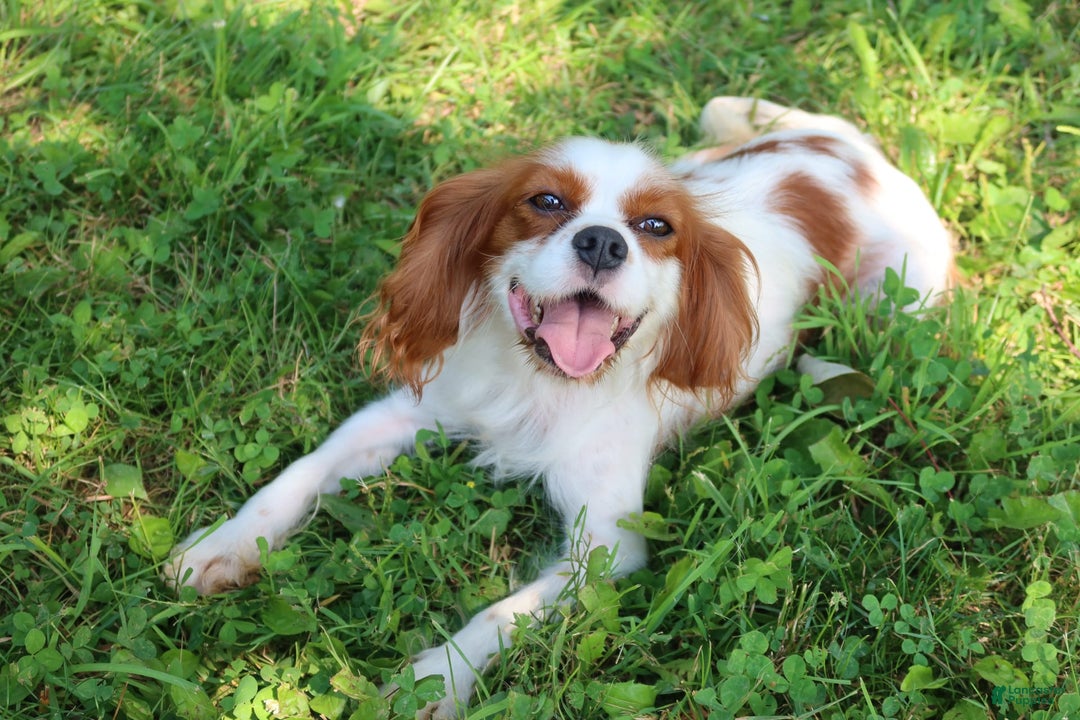 Cavalier King Charles Spaniel dogs for sale: Sage - Image 22