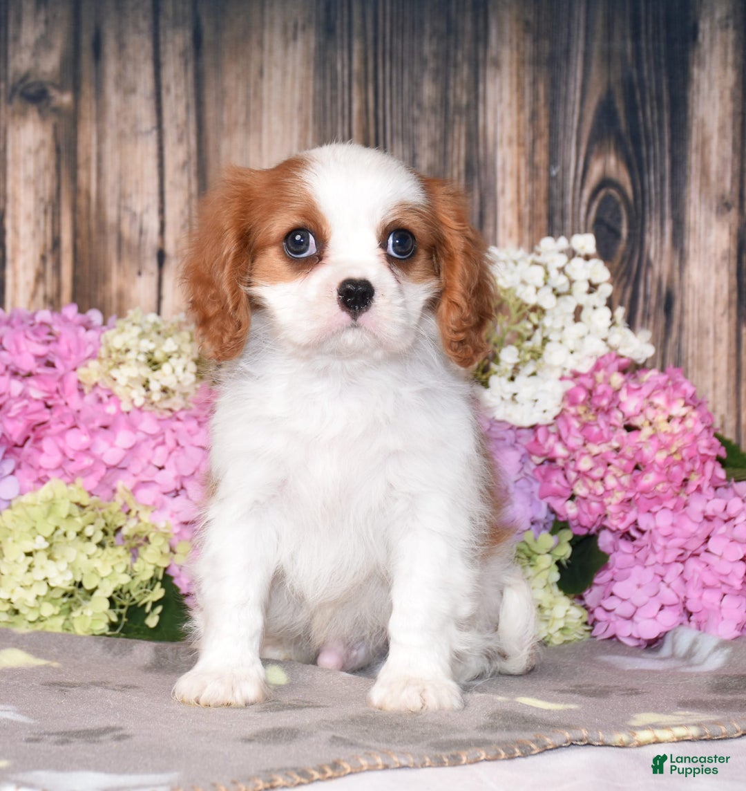 Cavalier King Charles Spaniel dogs for sale: Tarrace - Image 6