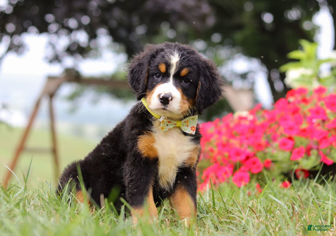 Bernese Mountain Dog dogs for sale: Goliath - Image 1