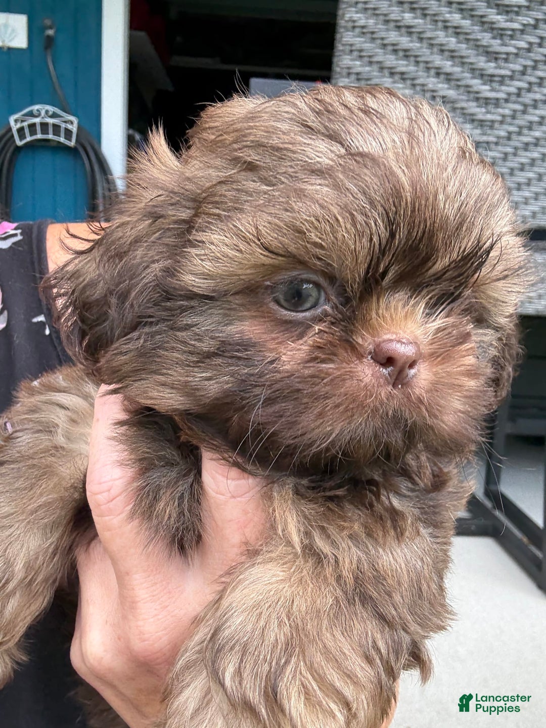 Shih Tzu dogs for sale: Karlton - Image 3