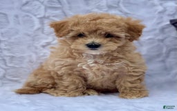 Bichpoo dogs for sale: Cassie - Image 4