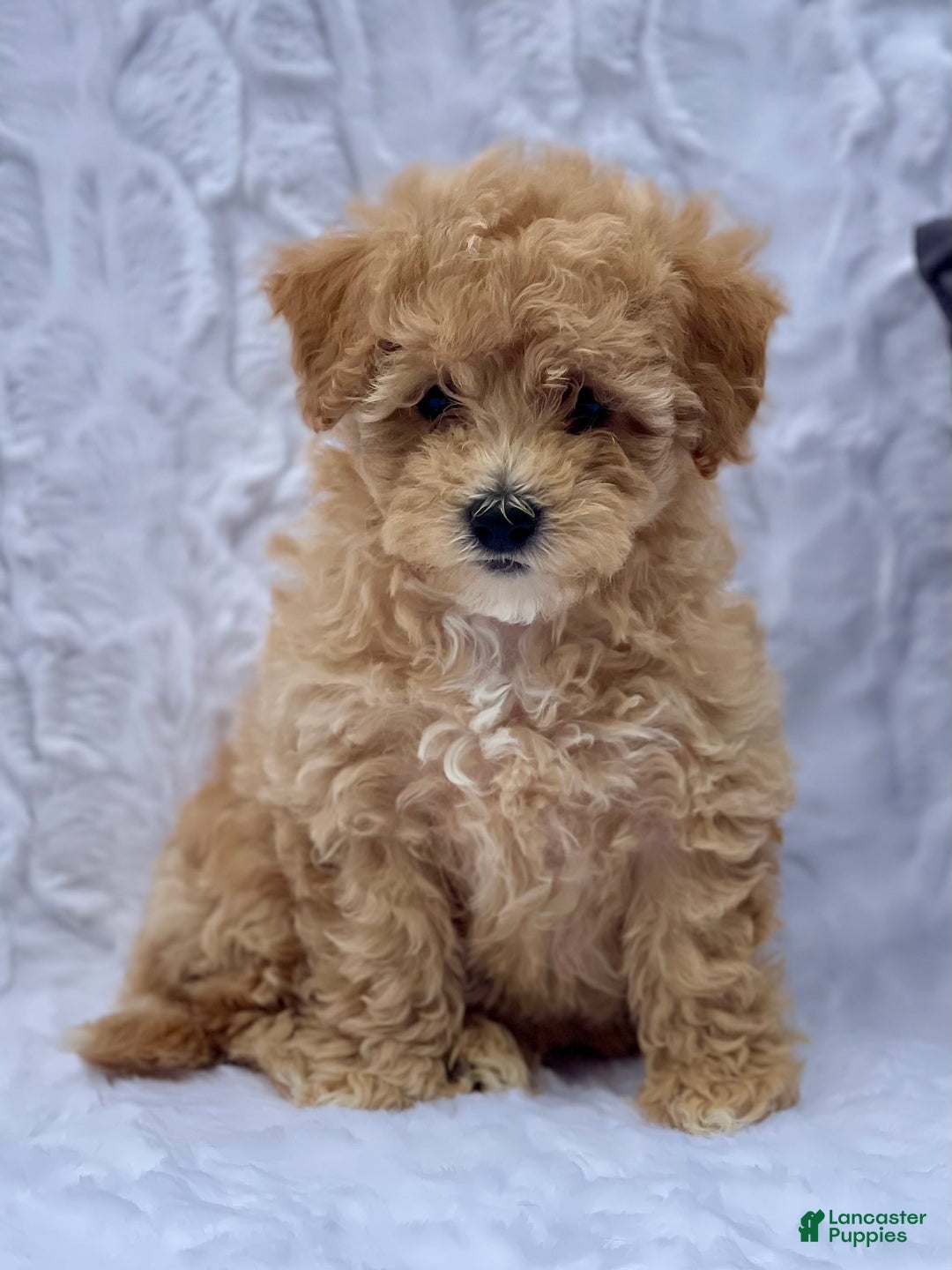 Bichpoo dogs for sale: Cassie - Image 4