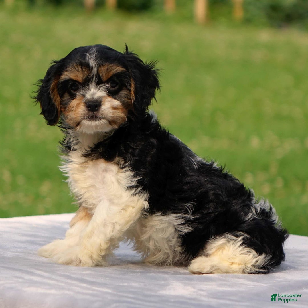 Cavachon dogs for sale: Alexa - Image 3