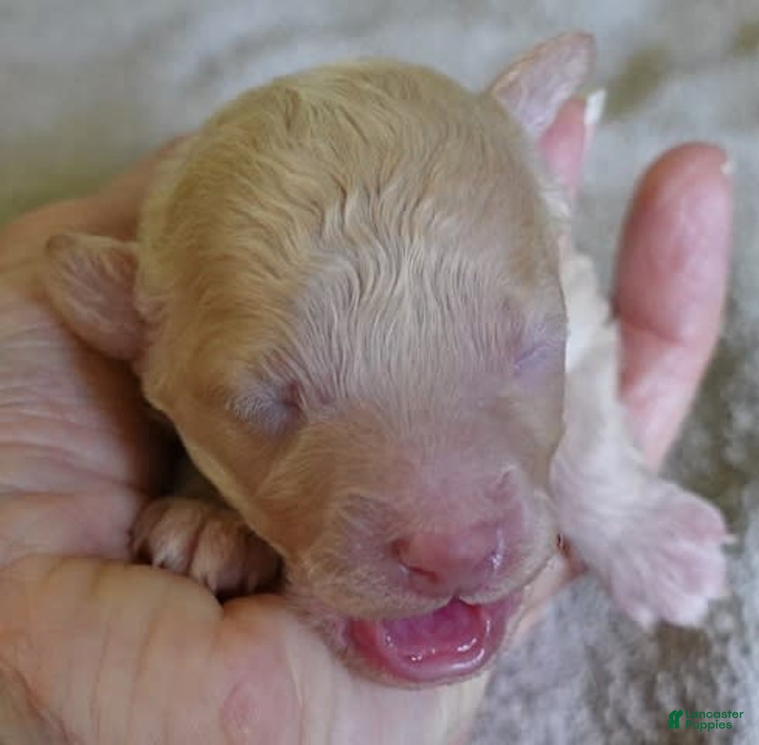 Toy Poodle dogs for sale: Zylo - Image 29