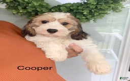 Cavachon dogs for sale: Cooper - Image 4