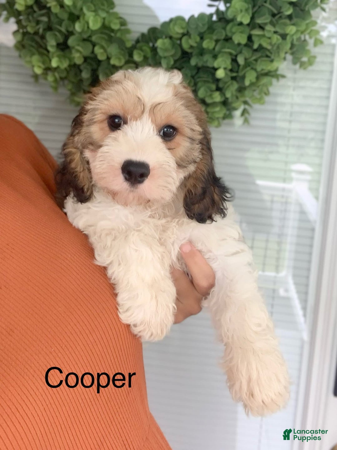 Cavachon dogs for sale: Cooper - Image 4