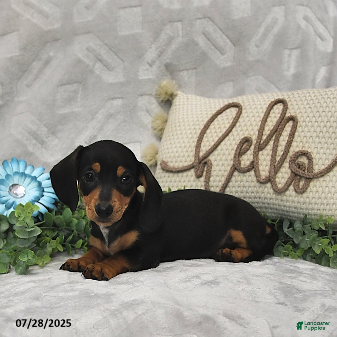 Miniature Dachshund dogs for sale: Konner - Image 1
