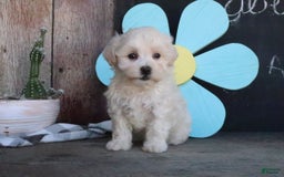 Maltipoo dogs for sale: Polly - Image 1