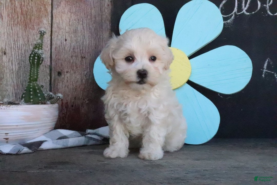 Maltipoo dogs for sale: Polly - Image 1