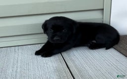 Labrador Retriever dogs for sale: Lilly - Image 4