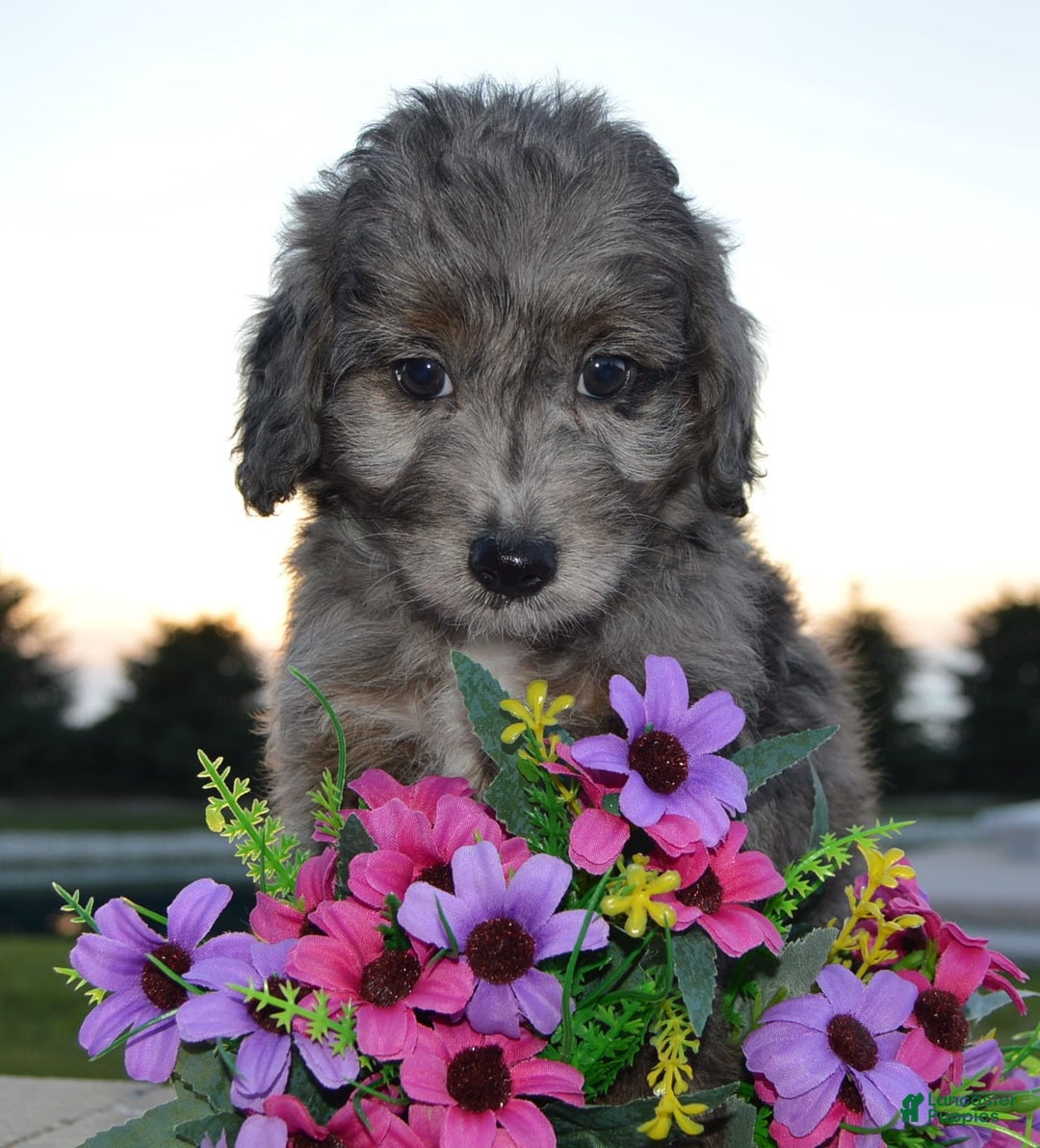 Mini Aussiedoodle dogs for sale: Mini Ava - Image 24