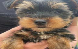 Yorkshire Terrier dogs for sale: Lena - Image 3