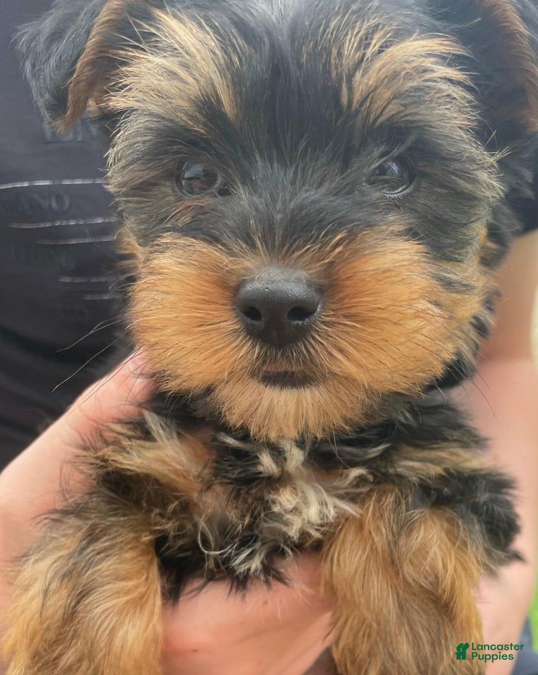 Yorkshire Terrier dogs for sale: Lena - Image 3