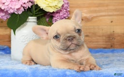 French Bulldog dogs for sale: Beauty - Image 1