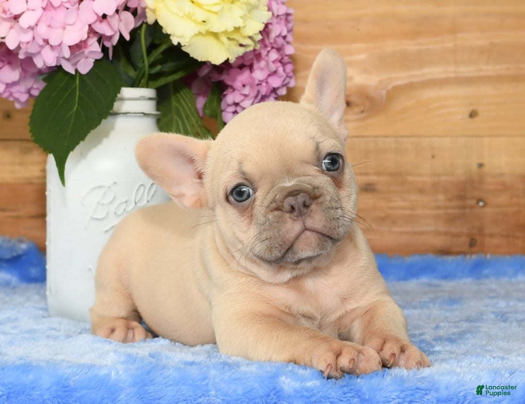 French Bulldog dogs for sale: Beauty - Image 1