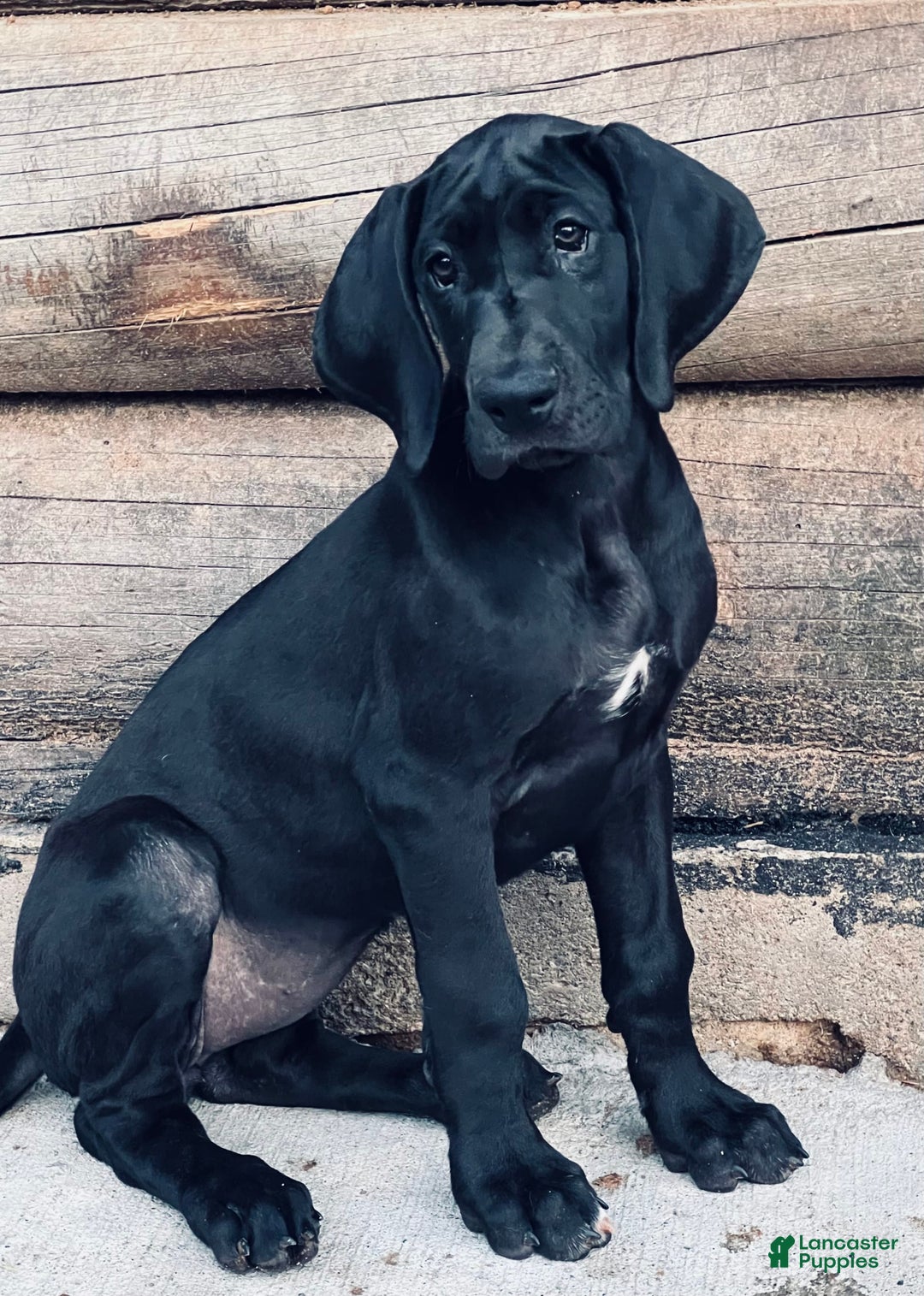 Great Dane dogs for sale: Darla - Image 12