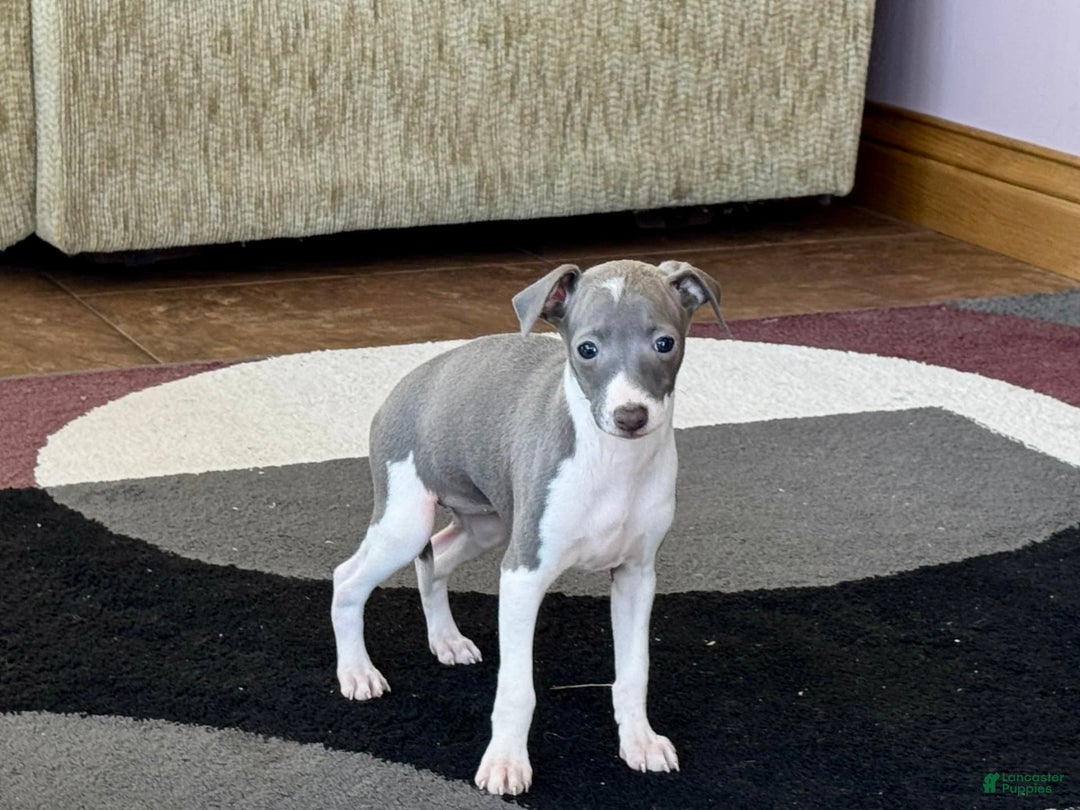 Italian Greyhound dogs for sale: KK - Image 3