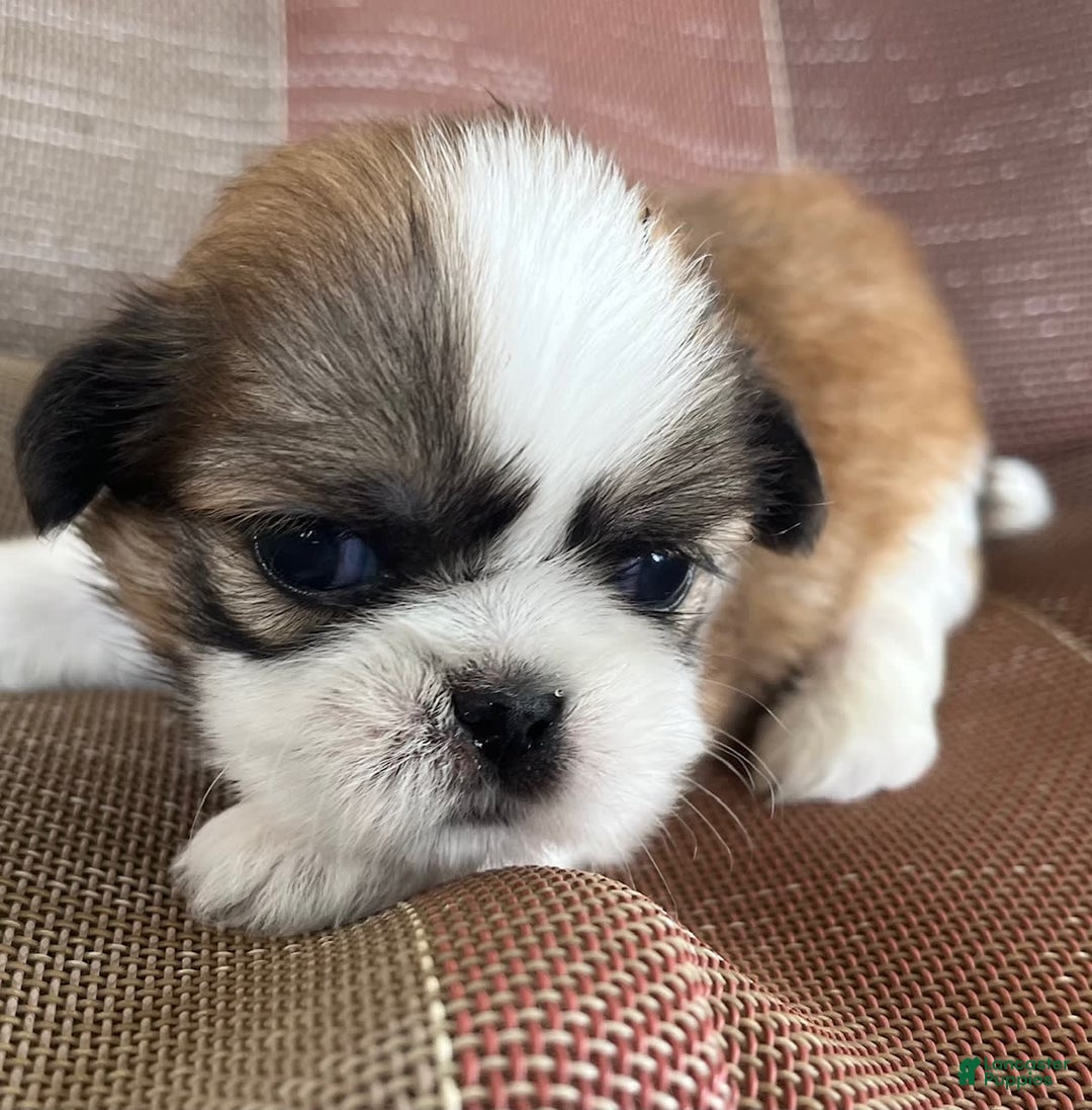 Shih Tzu dogs for sale: Ollie - Image 6
