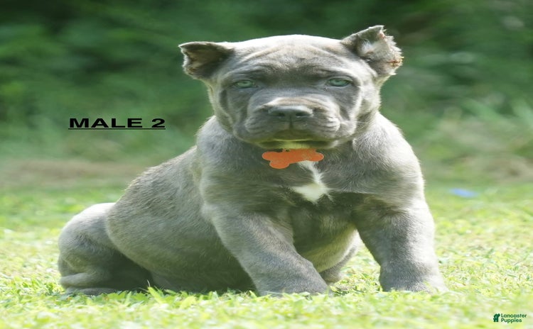 Cane Corso dogs - Advert 21
