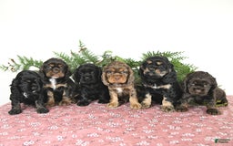 Cocker Spaniel dogs for sale: Banjo - Image 6