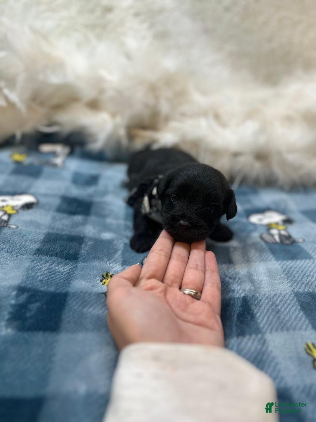 Morkie dogs for sale: Asa - Image 7