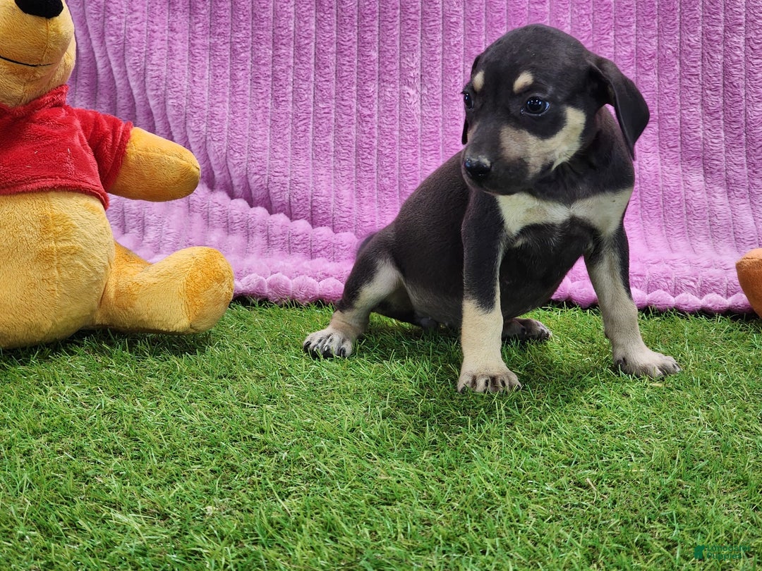 Catahoula Leopard Dog dogs for sale: Tess 2025 Female 1 - Image 17