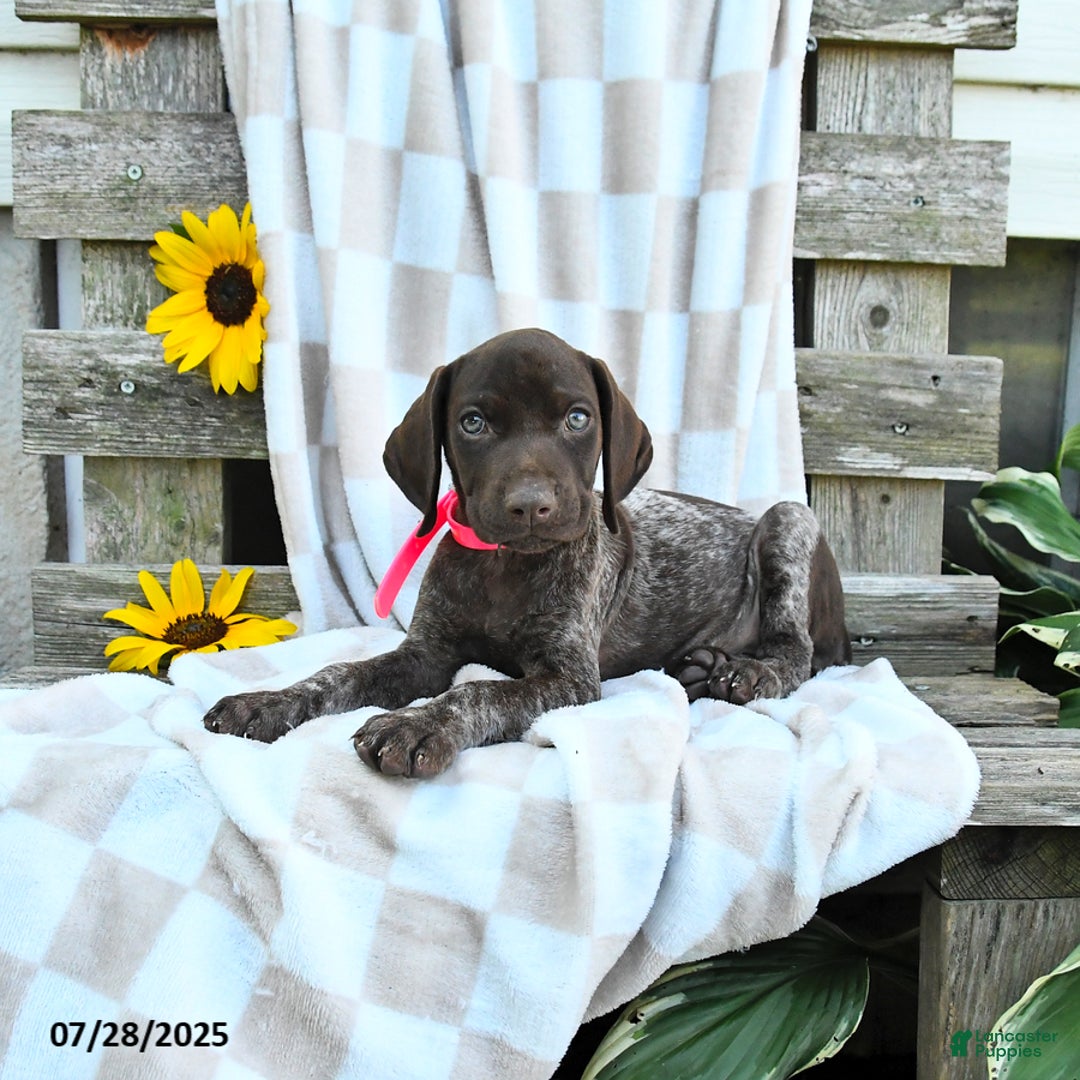 German Shorthaired Pointer dogs for sale: Liberty - Image 3