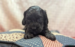 Cockapoo dogs for sale: Emily - Image 2