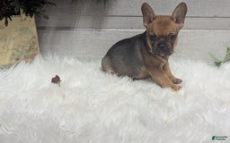 French Bulldog dogs for sale: Robo - Image 4