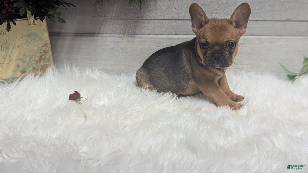 French Bulldog dogs for sale: Robo - Image 4