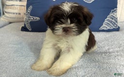 Miniature Schnauzer dogs for sale: Fancy Male 3 Akc Liver Parti - Image 9