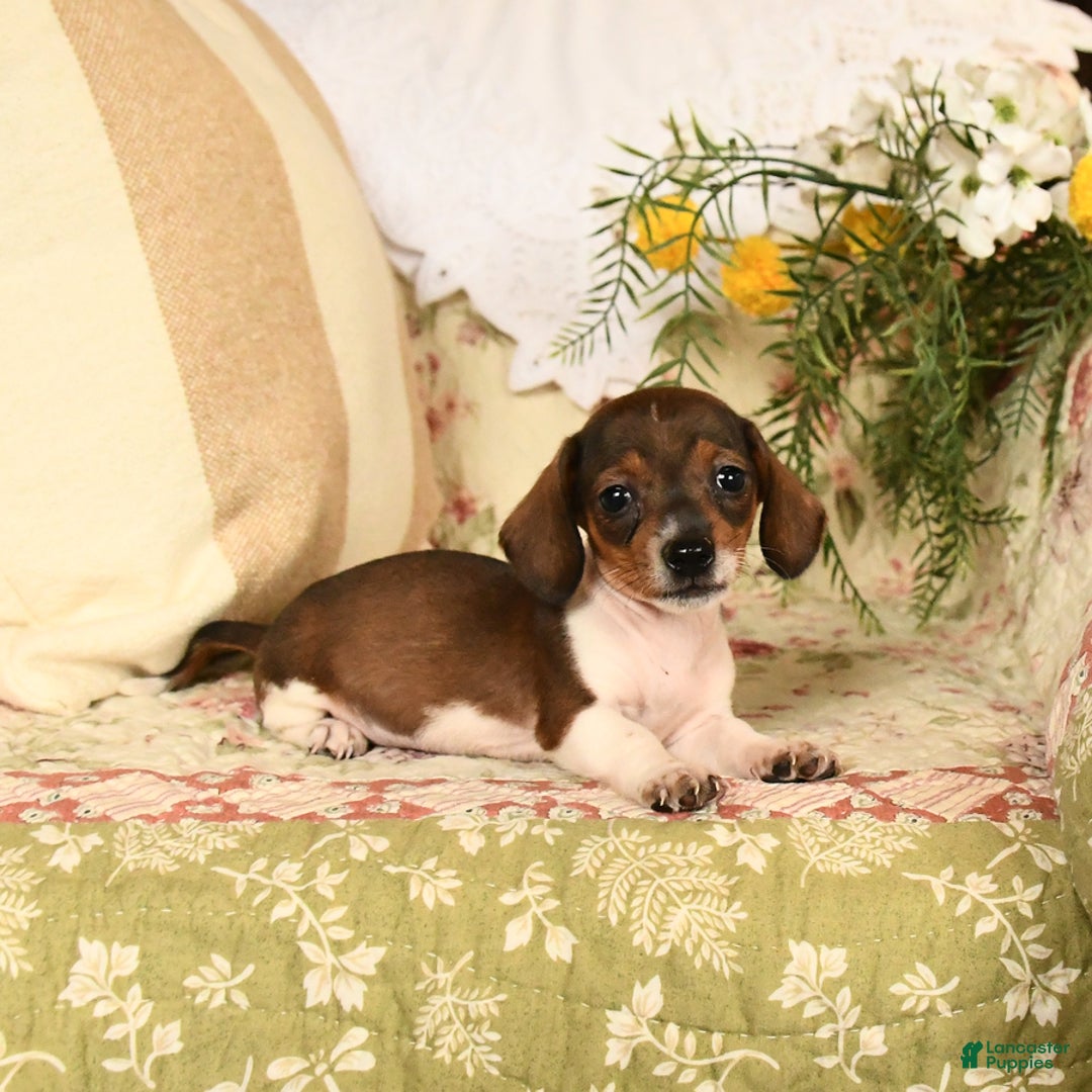Miniature Dachshund dogs for sale: Rascal - Image 8