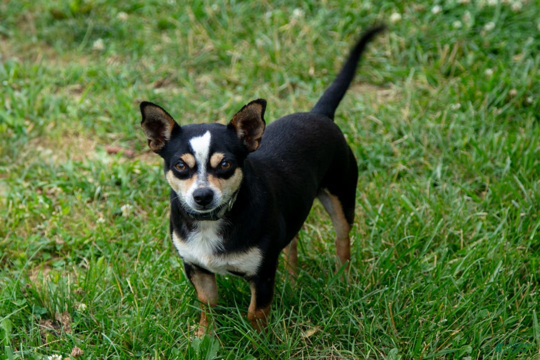 Chihuahua dogs for sale: Noah - Image 7