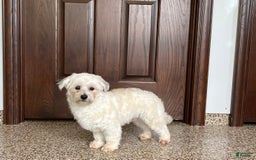 Havanese dogs for sale: Leo - Image 5