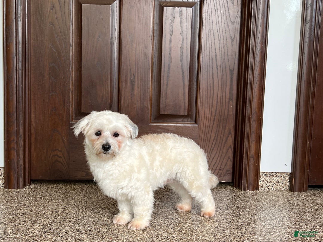 Havanese dogs for sale: Leo - Image 5