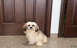 Lhasa Apso dogs for sale: Heather - Image 4
