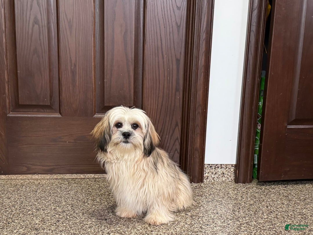 Lhasa Apso dogs for sale: Heather - Image 4