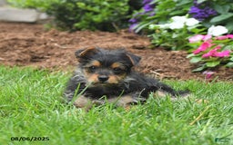 Yorkshire Terrier dogs for sale: Rose - Image 4