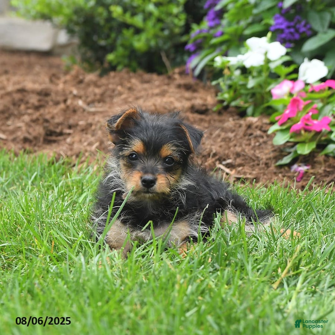 Yorkshire Terrier dogs for sale: Rose - Image 4