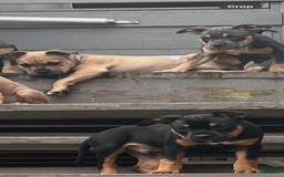 American Bully dogs for sale: Enzo - Image 13