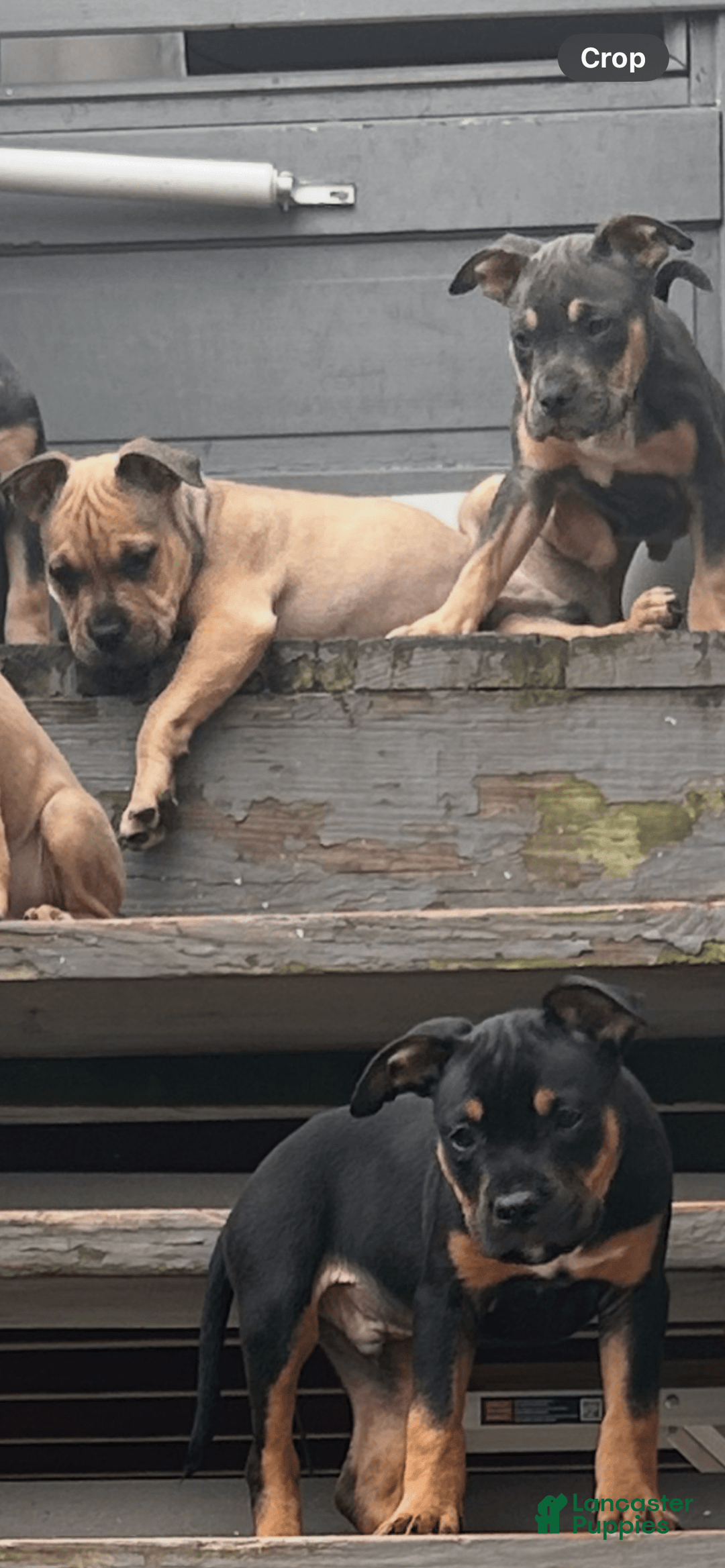 American Bully dogs for sale: Enzo - Image 13