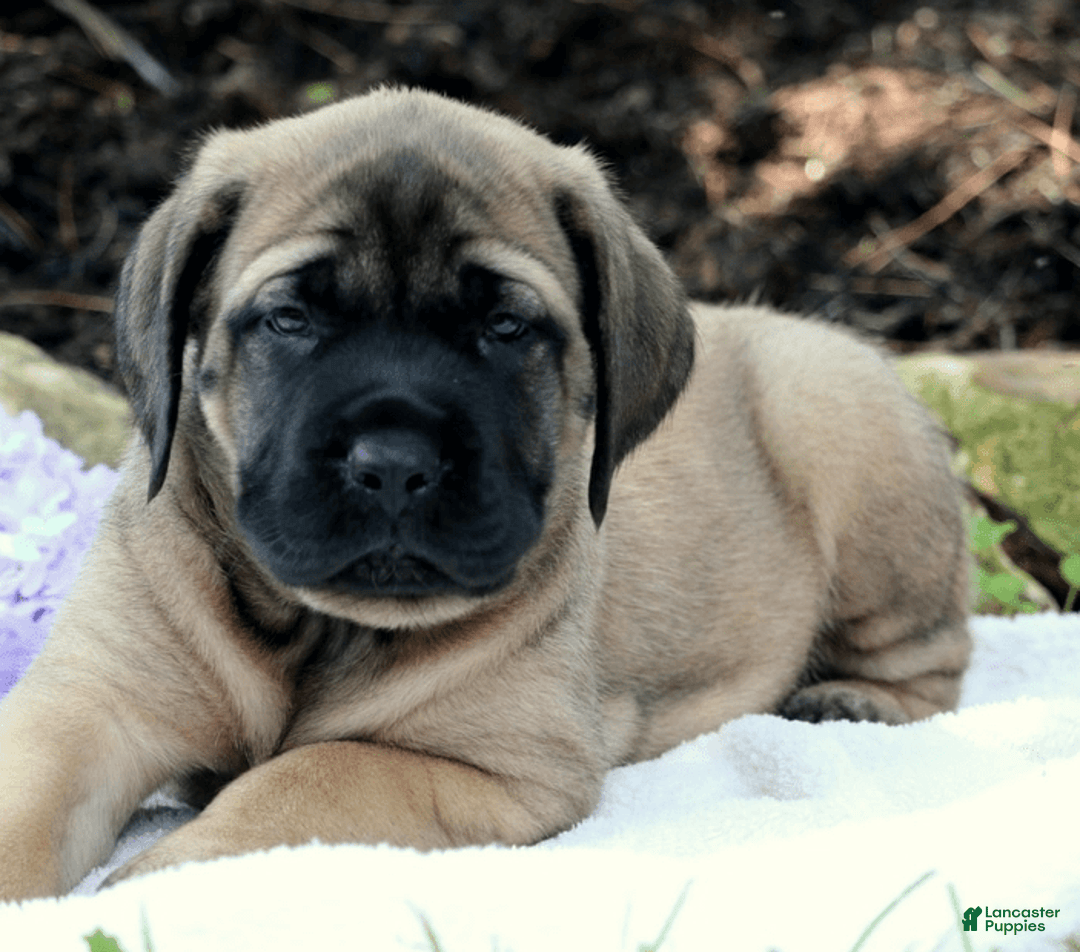 English Mastiff dogs for sale: Bubba - Image 2
