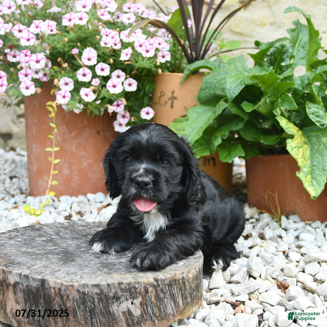 Cocker Spaniel dogs for sale: Cobalt - Image 3