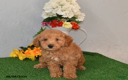Bichpoo dogs for sale: Bella - Image 3