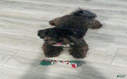 Shih Tzu dogs for sale: Dona - Image 4
