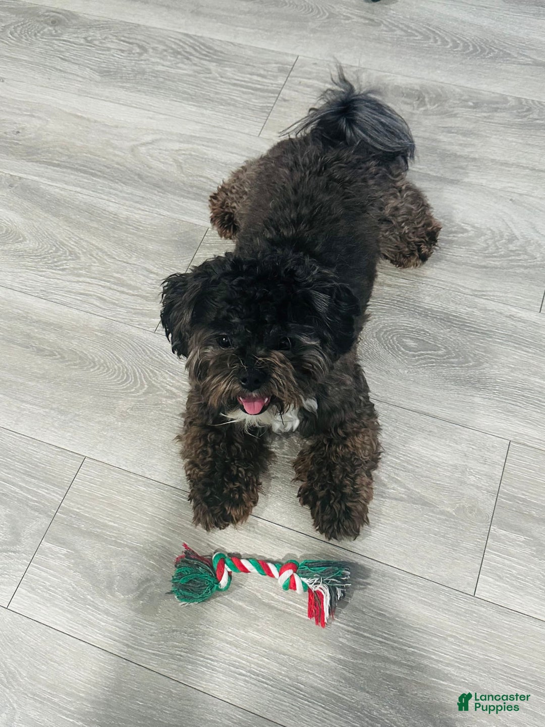 Shih Tzu dogs for sale: Dona - Image 4