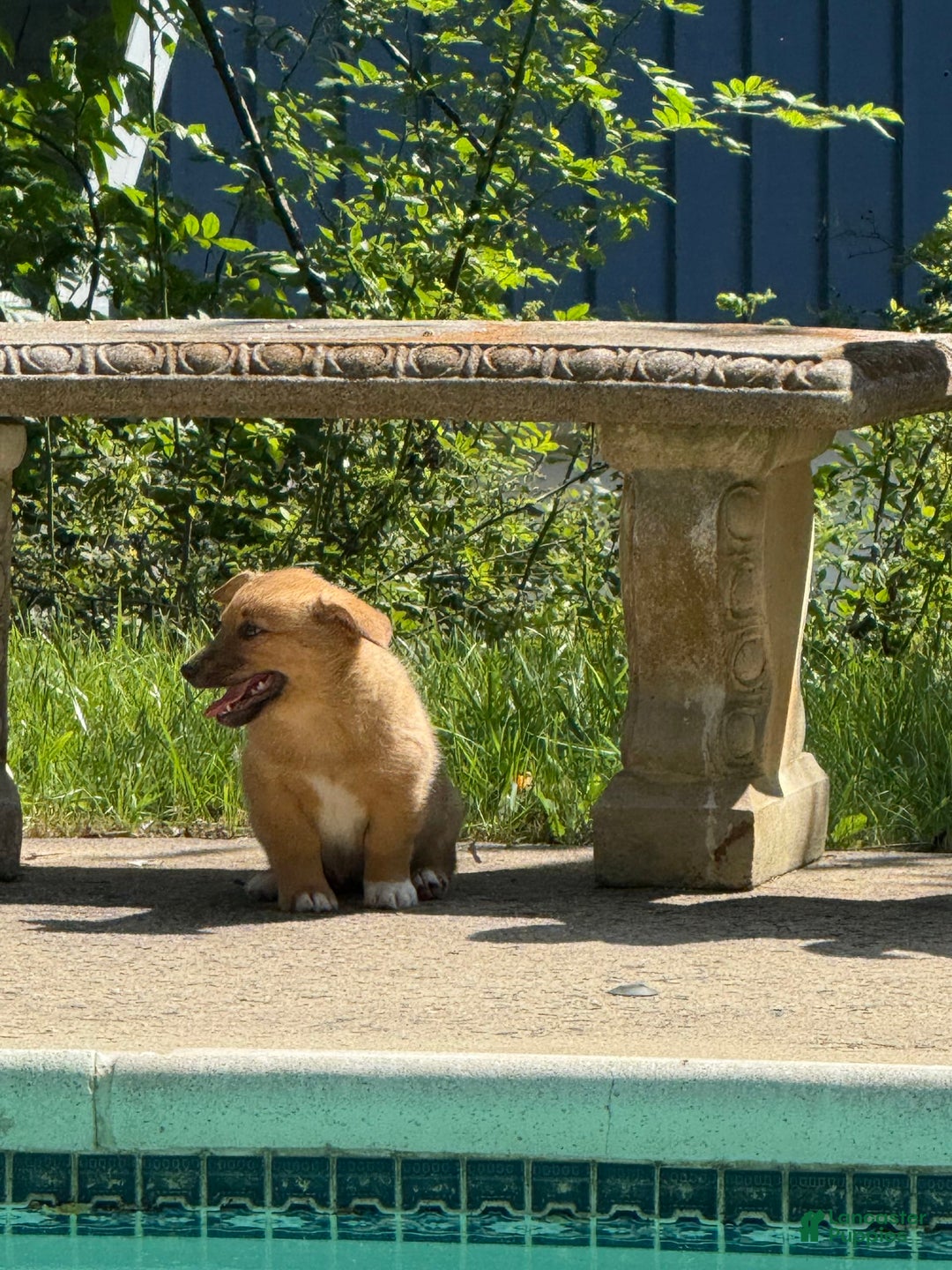 American Corgi dogs for sale: Star - Image 1