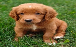 Goldendoodle dogs for sale: River - Image 4