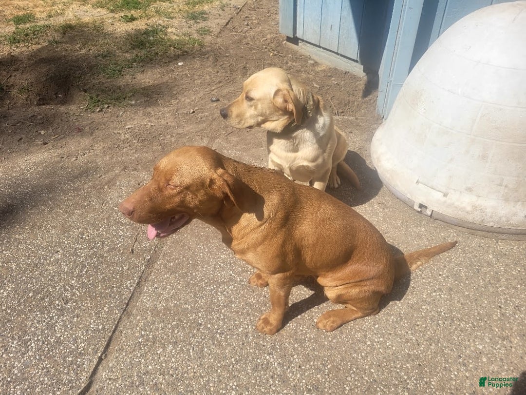 Labrador Retriever dogs for sale: RED FOX MALE - Image 5