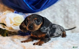 Miniature Dachshund dogs for sale: Pepper - Image 5